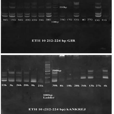 Microsatellite markers. | Download Table