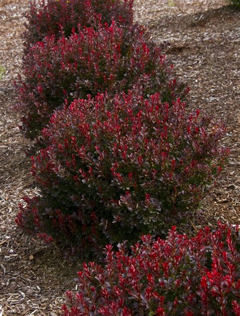 Ruby carousel barberry | Shrubs for landscaping, Garden shrubs, Front ...