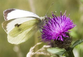 Small White Butterfly | A 'Cabbage White' butterfly pauses t… | Flickr