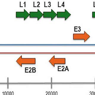 Schematic representation of the adenovirus genome. The organization of ...