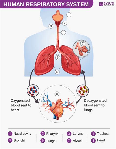 Human Respiratory System - Diagram, Parts and Functions