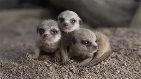 Teeny Tiny Baby Meerkats Take Their Very First Steps