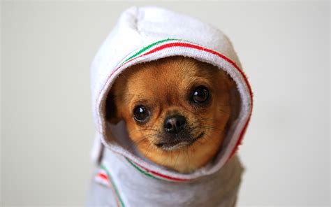 Funny Dogs Wallpapers Images Photos Pictures Backgrounds