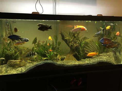 75g African Cichlid tank - haven't had success with plants, should I switch to a rockscape ...