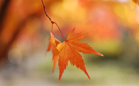 nature, Autumn, season , Leaves, Maple, Leaf, Depth, Of, Field ...