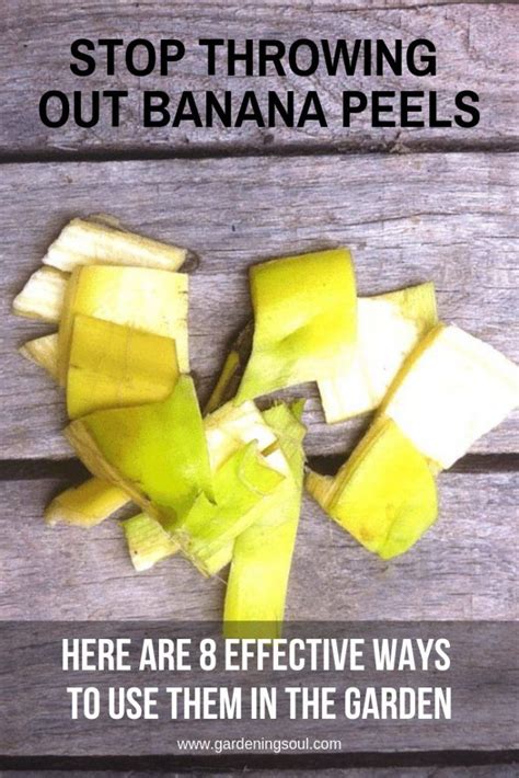 Stop Throwing Out Banana Peels. Here Are 8 Effective Ways to Use Them in The Garden | Banana ...