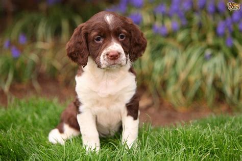 Springer Spaniel Puppies - Fotolip