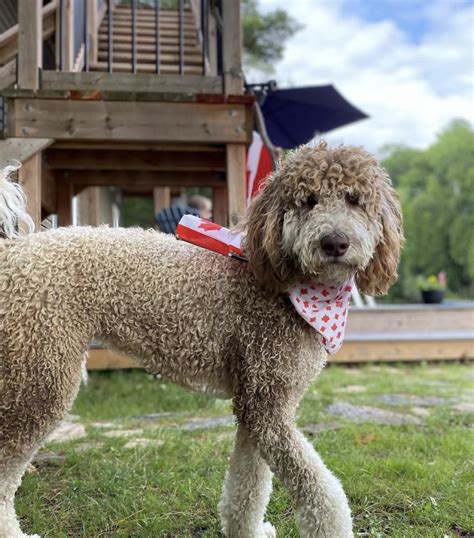 F1b Aussiedoodle Guide: Temperament, Price, Size & More!