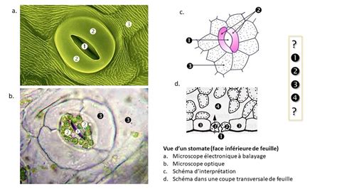 2.1.1 Stomate Diagram | Quizlet