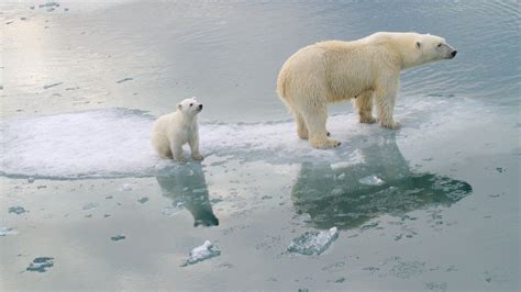 Polar Bears In The Tundra Biome