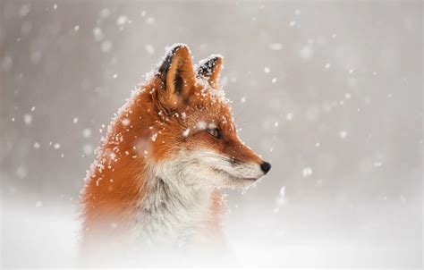 Wallpaper winter, snow, Fox, Fox images for desktop, section животные ...