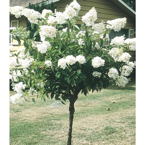 3.25-Gallon White Peegee Hydrangea Tree Flowering Shrub (L9285) Pee Gee Hydrangea, Hydrangea ...