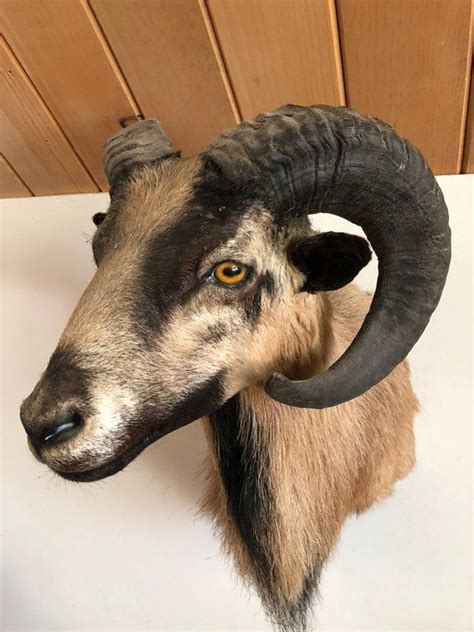 Vintage Rocky Mountain Goat Shoulder Mount Taxidermy PRISTINE ...