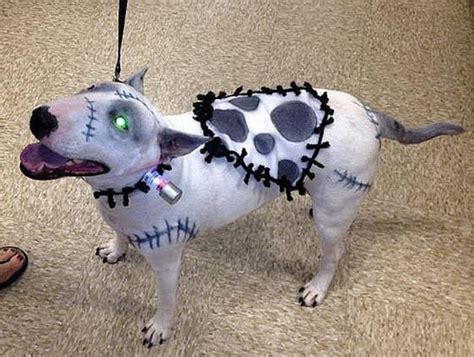 Halloween costume- Frankenweenie! | Dog costume, Dog costumes, Dog ...