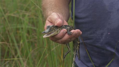 Watch Swamp People: Serpent Invasion Season 2 Episode 4 | HISTORY Channel