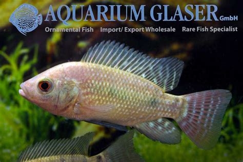 Oreochromis niloticus - Aquarium Glaser GmbH