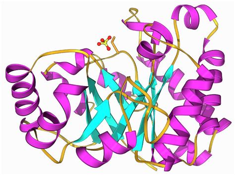 Triose Phosphate Isomerase Molecule Photograph by Laguna Design/science ...