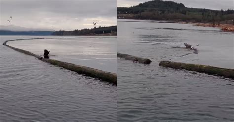 VIDEO: Eagle spotted swimming with freshly caught fish in BC