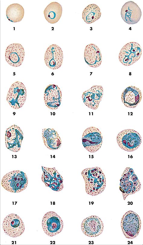 Parasitology - Clinical Tree