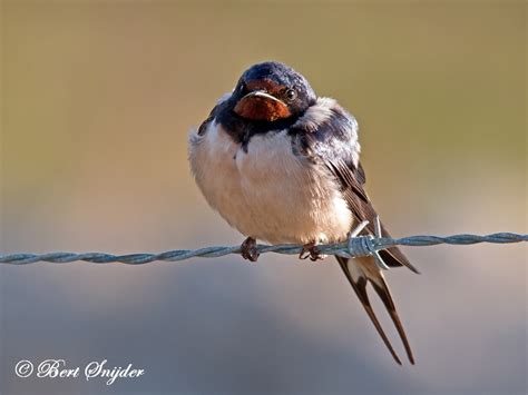 Birdwatching Alentejo Portugal Barn Swallow, Boerenzwaluw, Rauchschwalbe, Adorinha-das-chaminés ...