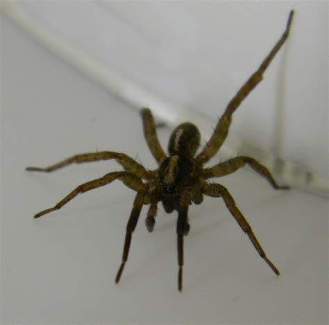 Wolf Spider | Michigan Spiders