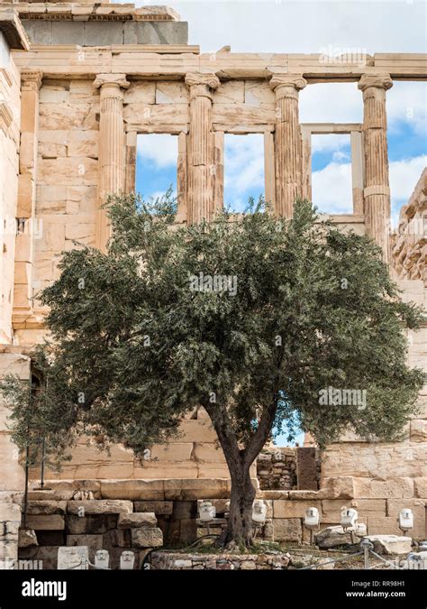 Athens, Greece - November 1, 2017: Athena's olive tree at the ancient ...