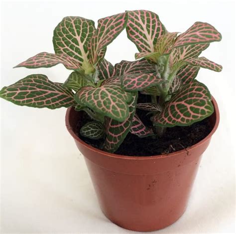 Fittonia Plant Care (Nerve Plant) | Apartment Therapy