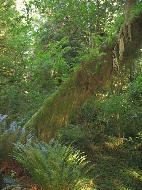 Quinault Rain Forest, Olympic National Park, Washington | Flickr