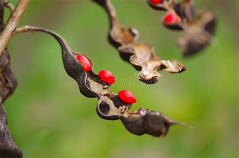 Coral Bean Plant - stock photo. Image of marsh, ecology - 1479630