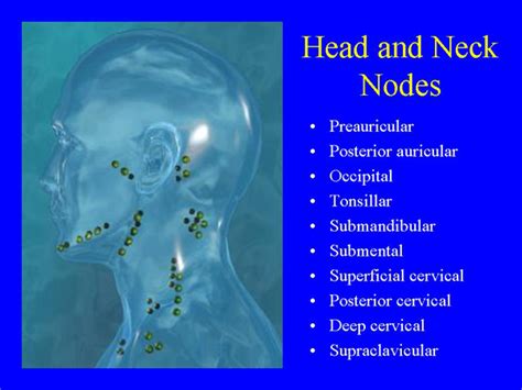 Cervical Lymph Nodes