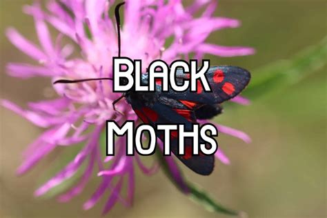 22 Types of Black Moths (Pictures and Identification)