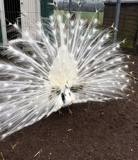 Silver Pied Peafowl - Peacocks UK