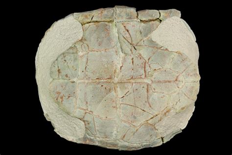 4.4" Fossil Tortoise (Testudo) - South Dakota (#129248) For Sale ...