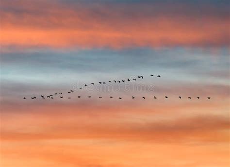 Flock Of Birds Flying In V-formation Stock Photo - Image of black, migrating: 156740560