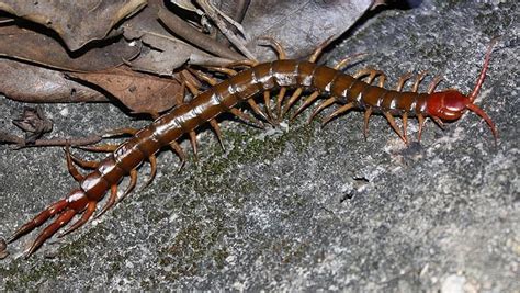 Centipede venom could lead to new class of pain drug