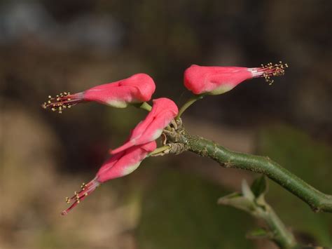 Redbird Flower | Euphorbiaceae (castor, euphorbia, or spurge… | Flickr