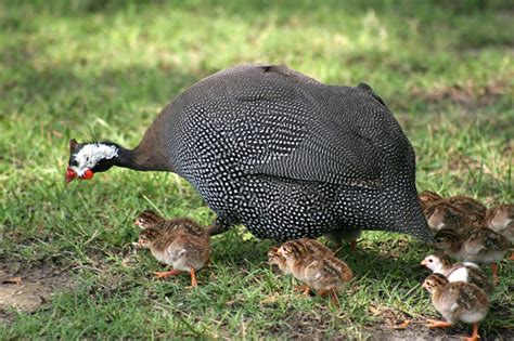 Guinea Fowl Keets (Local Breed | Day-Old | 50 Keets per Carton ...