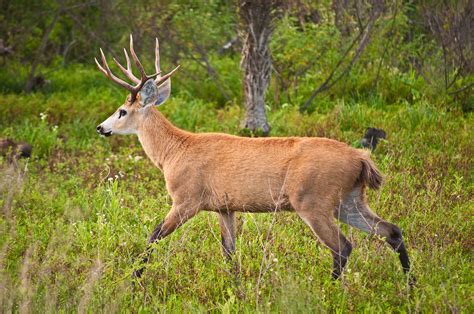 File:Marsh Deer, Esteros Del Ibera, Corrientes, Argentina, 3rd. Jan ...