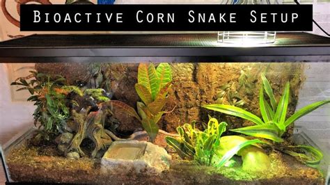 Bioactive Corn Snake Setup - YouTube | Corn snake, Snake cages, Pet snake