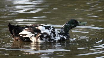 About Cayuga Ducks - Moose Manor Farms