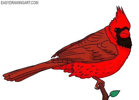 How to Draw a Cardinal Bird - Easy Drawing Art