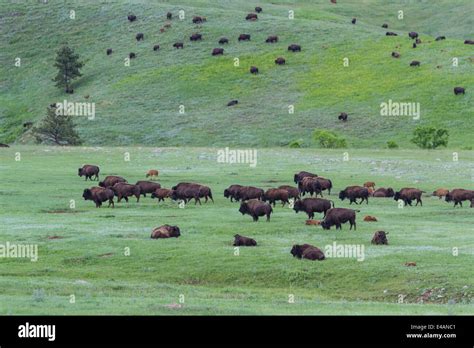 large wild american buffalo herd in the grasslands of South Dakota ...