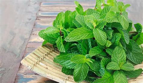 Mint Leaves Benefits For Overall Health