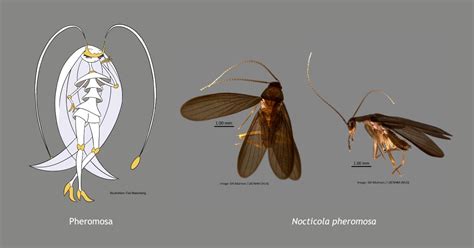 Random: Brand New Cockroach Species Has Been Named After A Pokémon - Gaming President