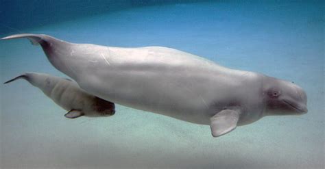 Baby Beluga: 5 Calf Pictures & 5 Facts - A-Z Animals