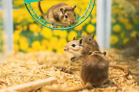 Gerbil Cage Setup – Create the Perfect Habitat for Your Gerbil ...