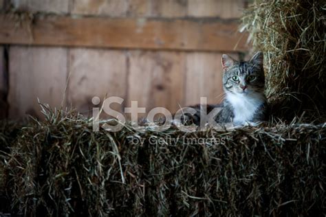 Barn Cat Stock Photo | Royalty-Free | FreeImages