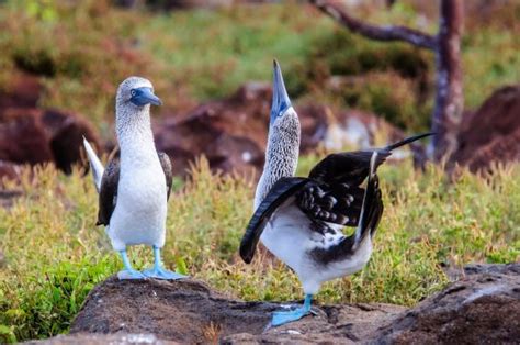 Blue-Footed Booby Fact & Information Guide - American Oceans