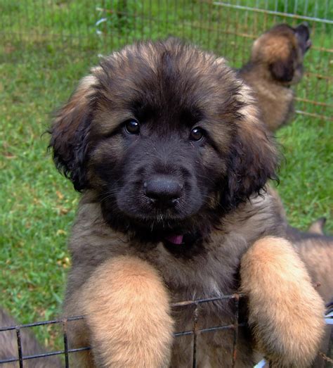 BC Leonberger Puppies 2010 - a photo on Flickriver