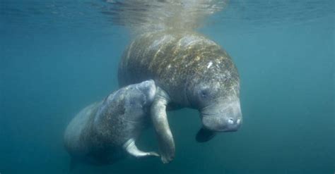 Baby Manatee: 5 Facts & 5 Incredible Calf Pictures! - A-Z Animals